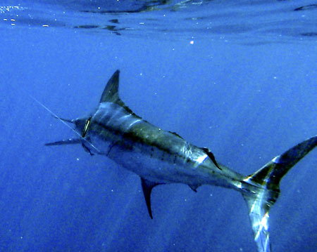 1,300 LB Marlin