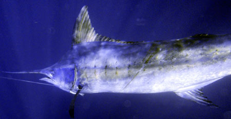 1,300lb Marlin 2